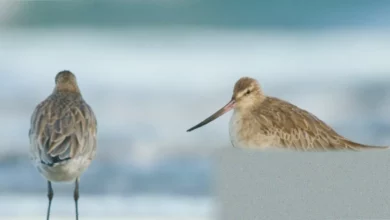 Waders gathered on a muddy UK estuary shoreline during spring migration
