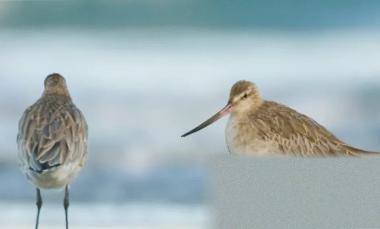 Waders gathered on a muddy UK estuary shoreline during spring migration