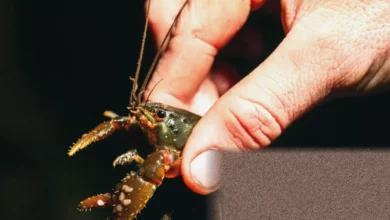 A researcher wading through a shallow rainforest creek at night searching for spiny crayfish