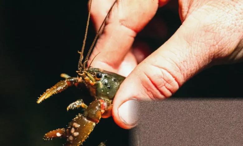 A researcher wading through a shallow rainforest creek at night searching for spiny crayfish