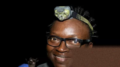 A biologist using a red light at night in a Nigerian forest cave to observe bats