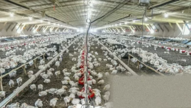 A supermarket refrigerated aisle stocked with packaged fresh chicken portions and fillets.