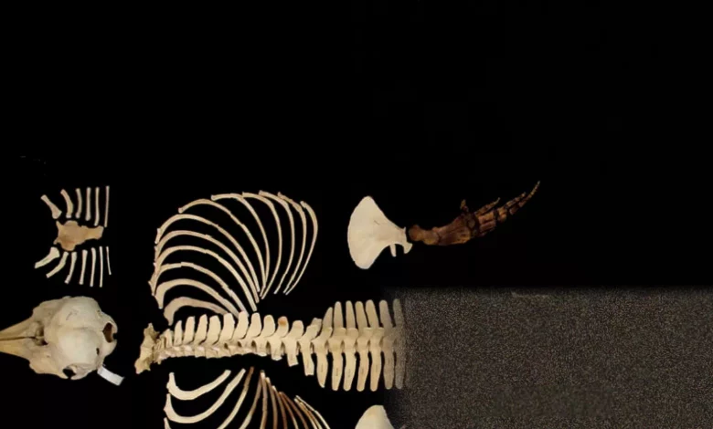 Digital 3D reconstruction of a vaquita skeleton on a computer screen