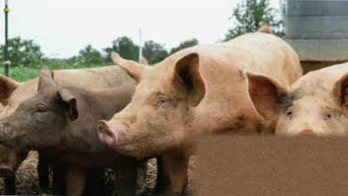 Livestock in crowded pens on a large-scale intensive farm