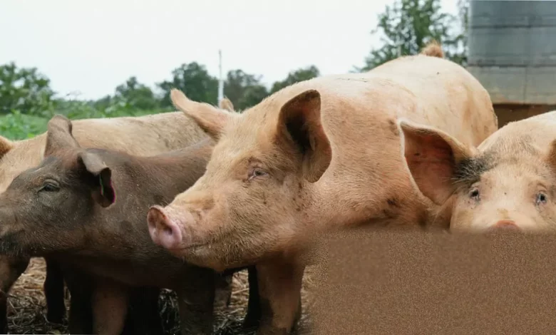 Livestock in crowded pens on a large-scale intensive farm