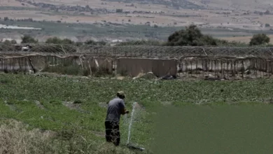 Agricultural produce from occupied West Bank settlements packed into crates for export to Europe