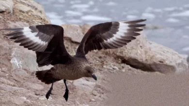Brown skua seabird found dead in a remote national park near Esperance, Western Australia