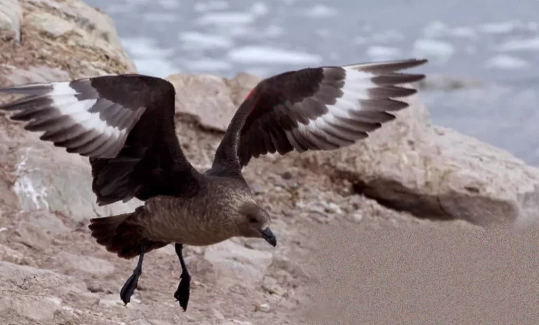 Brown skua seabird found dead in a remote national park near Esperance, Western Australia
