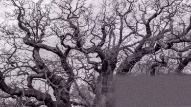 Ancient oak tree with a massive trunk and sprawling branches in Sherwood Forest
