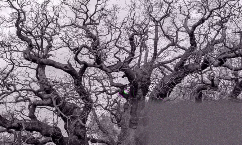 Ancient oak tree with a massive trunk and sprawling branches in Sherwood Forest
