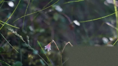 Twinflower blooming on a mossy forest floor in the Cairngorms National Park
