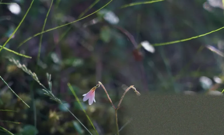 Twinflower blooming on a mossy forest floor in the Cairngorms National Park
