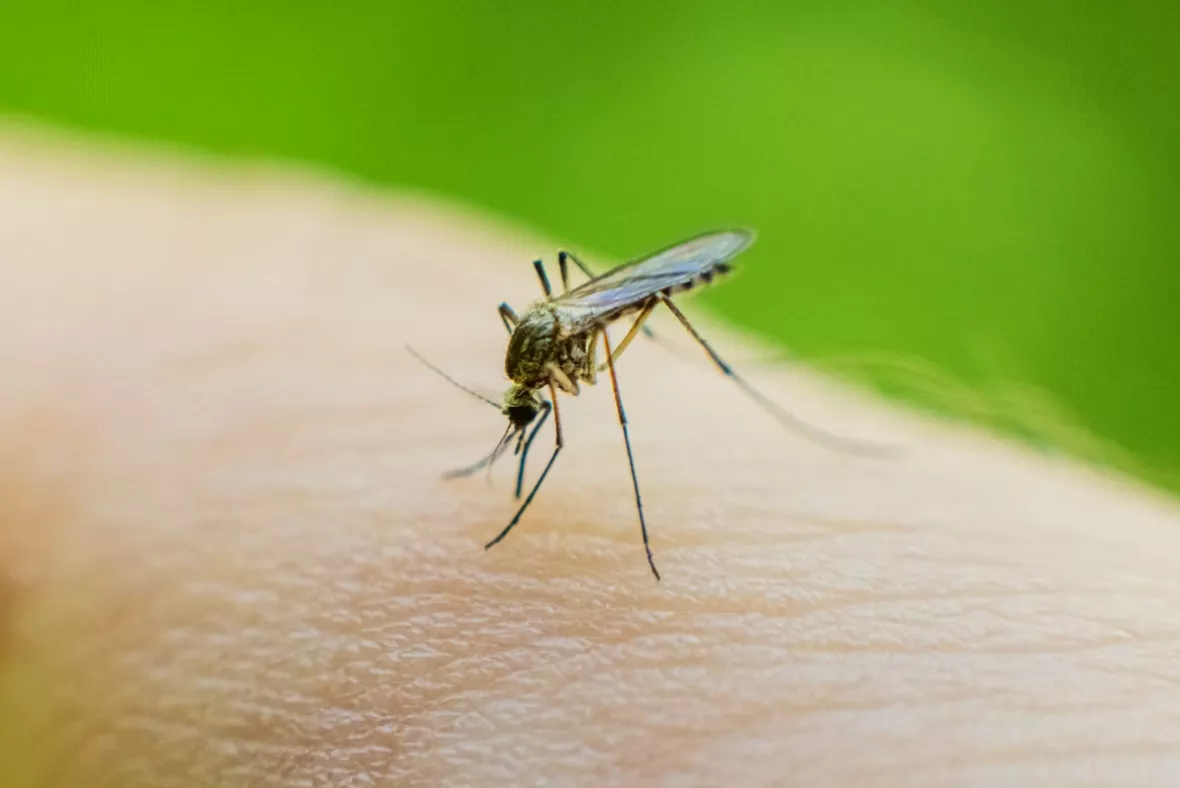 Map of England showing projected spread of Asian tiger mosquito by the 2040s