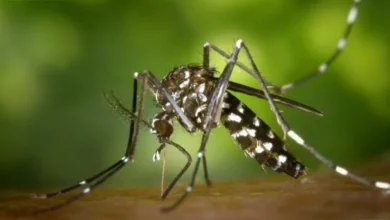 Standing water in a UK garden providing mosquito breeding conditions after June rain