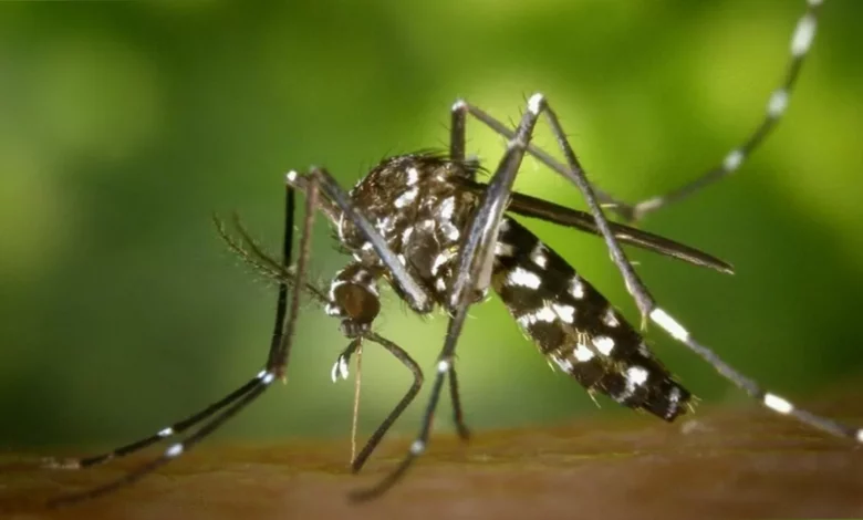 Standing water in a UK garden providing mosquito breeding conditions after June rain
