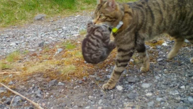 Cairngorms trail camera captures a female wildcat carrying kittens in June 2026