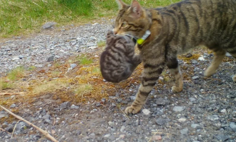 Cairngorms trail camera captures a female wildcat carrying kittens in June 2026