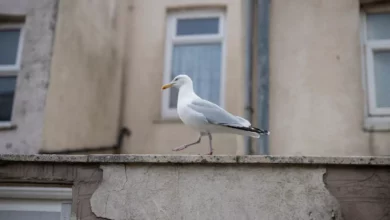 Crowded slipway on St Ives seafront where a seagull was allegedly assaulted