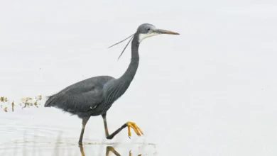 Western reef heron feeding in Caernarfon harbour with a medieval castle in background