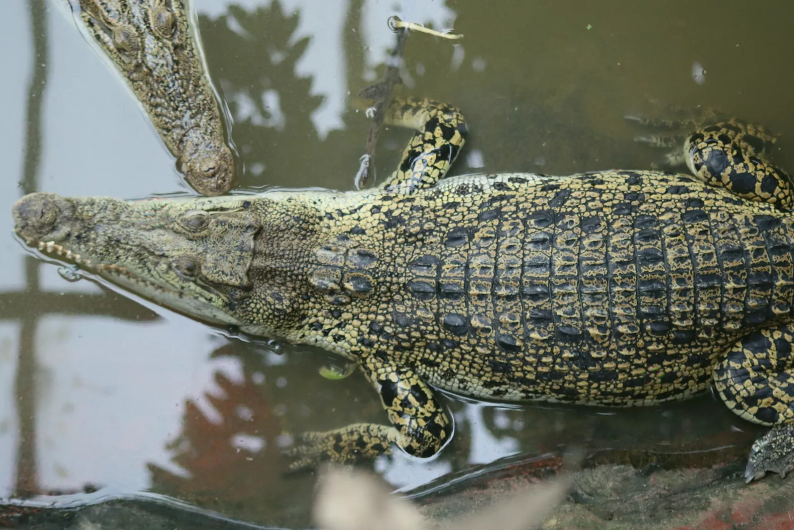 Zookeeper family leaping into reptile pit to rescue a child from crocodiles